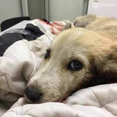 С начала года 122 человека обратились в ваныкинскую больницу с укусом собак:  тульский врач рассказала порядок действий после нападения животного — ТСН 24