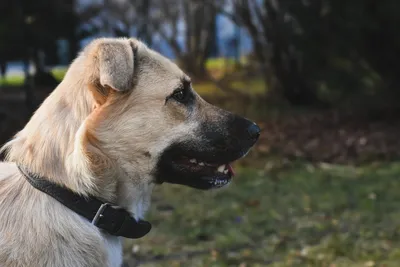 Участковый инспектор разъясняет алгоритм действий, если вас укусила чья-то  собака — Бобруйский новостной портал Bobrlife