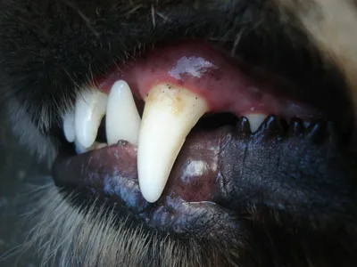 Ухтинку укусила чипированная собака после передержки и стерилизации
