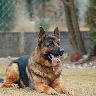 Бродячая чипированная собака укусила мужчину в Новосибирске