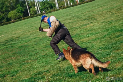 В Саратове бездомная собака напала на пенсионерку и вырвала кусок мяса из  ноги | Саратов 24