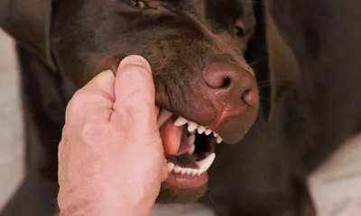 Шрам от укуса собаки на его руке видеоматериал - Видео насчитывающей  деятельность, человек: 111521916