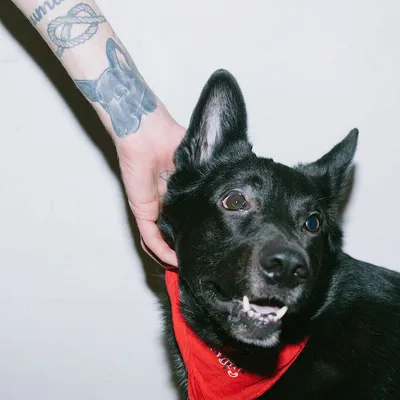 Собака кусается - что делать если щенок кусает руки — ProPlan.ru