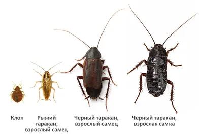 Какое насекомое вас укусило? Виды укусов - BubaGO