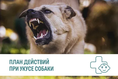 Бродячая собака укусила велосипедистку в селе Ставрополья :: 1777.Ru