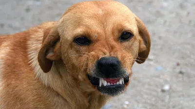 В Кальном четырехлетнего ребенка покусала собака — Новости — город Рязань  на городском сайте RZN.info