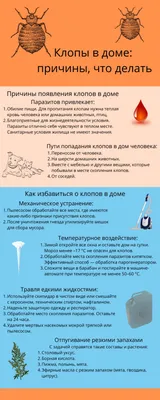 Укусы блох – фото, описание симптомов, опасность и лечение. Как выглядят  укусы блох фото | Уничтожение насекомых | Дзен