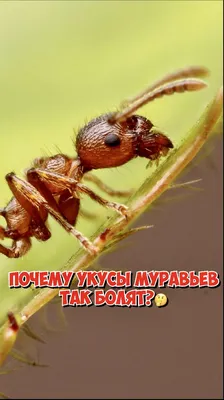 Как выглядит укус блохи на теле человека | Статьи санитарной службы