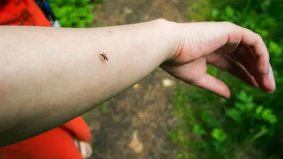 Укусы насекомых у детей: профилактика и лечение | Клиника Рассвет