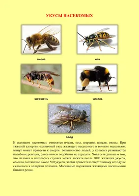 Как различить укусы насекомых, чем они опасны, как оказать помощь?