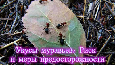В Молдове растет число серьезных аллергических реакций на укусы насекомых |  СП - Новости Бельцы Молдова