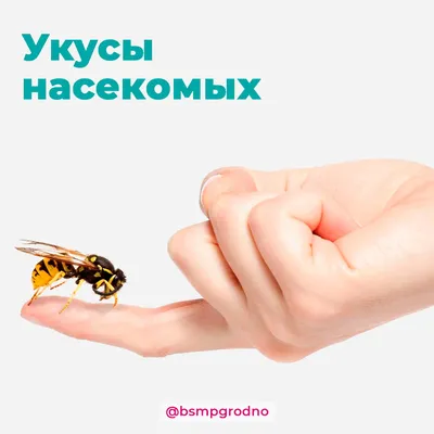 Появление постельных блох | «Дез-А-Сервис» Калининград
