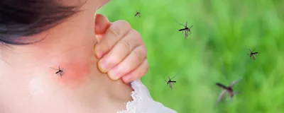 Как выглядят укусы блох?