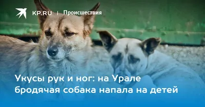 Я доставала ребенка из пасти пса»: сибирячка спасла двух детей от  далматинца под Новосибирском - KP.RU
