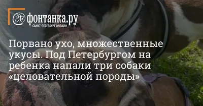 Кусают собаки – платят коммунальщики | 25.07.2023 | Новости Орска -  БезФормата