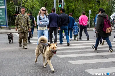 В Кызыл-Кие восемь пациентов госпитализированы в стационар после укуса  бродячей собаки