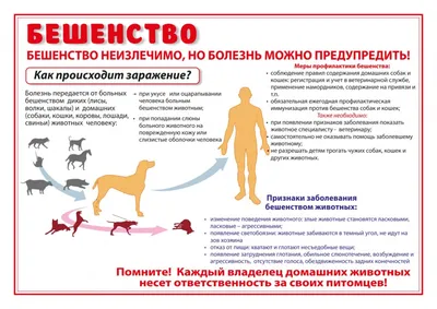 Бездомные животные в ЯНАО - бродячие собаки покусали ребенка в Надыме