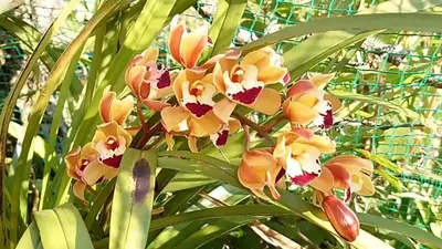 Уличные орхидеи в январе. Cymbidium, Dendrobium, Phaius,Neofinetia - YouTube