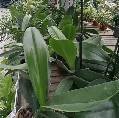 Садовые орхидеи: посадка и уход в открытом грунте. Виды и сорта садовой  орхидеи, фото