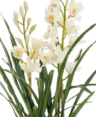 Орхидея Пафиопедилум, Венерин башмачок - Paphiopedilum. Уход за  пафиопедилумом.