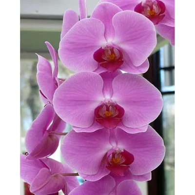 Орхидея Цимбидиум белая куст в кашпо 2 ветки размер 100 см от фабрики TREEZ  Бельгия - TZ.PL.TR.642 купить | Neopolis Casa