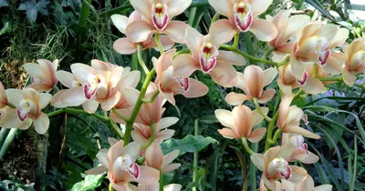 Совет как выращивать уличная орхидея - Smak.ua