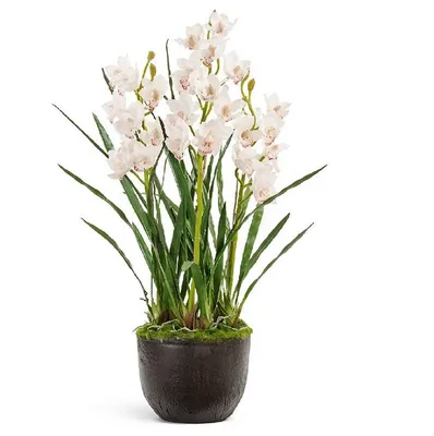 Купить Фаленопсис (орхидея) 12*40 2 ствола Liodoro ароматный (ОТМ) оптом |  Paeonia