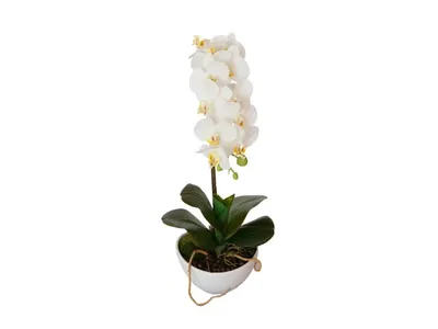 Орхидея Цимбидиум куст белый 3 ветки с имитацией земли (без кашпо) размер  115 см от фабрики TREEZ Бельгия - TZ.PL.TR.643 купить | Neopolis Casa