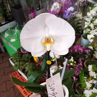 Орхидея белая в горшке 633163 – купить по цене 3 600 ₽ в Москве в  интернет-магазине ogogo.ru