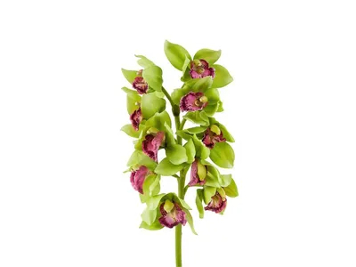 Купить орхидею персикового цвета. Интернет-магазин орхидей Флора Лайф