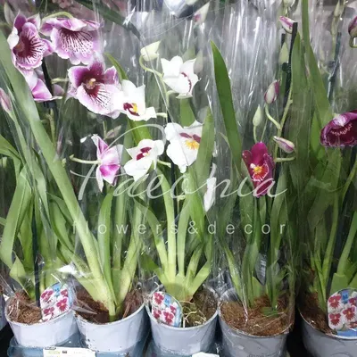 Декоративное растение Орхидея 20 x 47 x 33 см Пластик (4 шт.) - купить,  цена, отзывы в Эстонии | sellme.ee