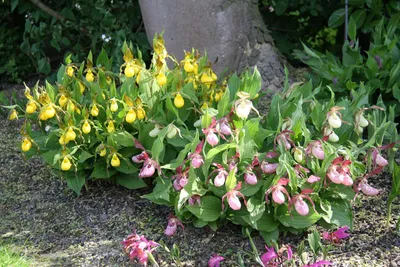 Садовые орхидеи: посадка и уход в открытом грунте. Виды и сорта садовой  орхидеи, фото