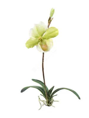 Купить Мильтония (орхидея) 12*50 микс оптом | Paeonia