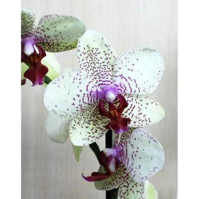 Орхидея Венерин Башмачок белый/лайм с листьями и корнями - купить по  выгодной цене в Москве и Санкт-Петербурге