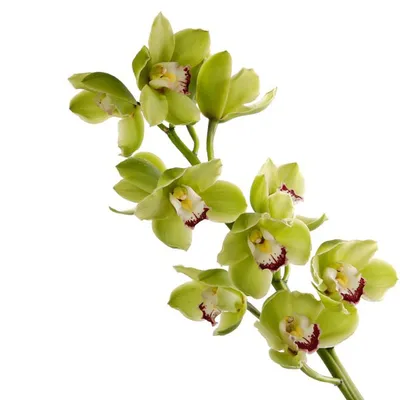Орхидея Пафиопедилум, цвета в ассортименте купить по цене 799 грн |  Украфлора