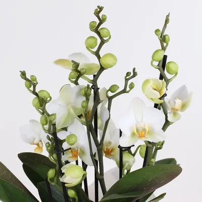 Орхидея Цимбидиум ветка зелёная - заказать и купить цветы с доставкой |  Donpion