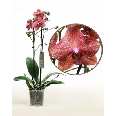Купить Фаленопсис (орхидея) 12*60 2 ствола Miraflore (Bernhard) оптом |  Paeonia