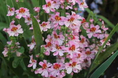 Кустовые орхидеи: разновидности и фото