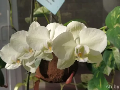 Орхидея мультифлора в горшке - заказать и купить комнатные растения с  доставкой | Donpion