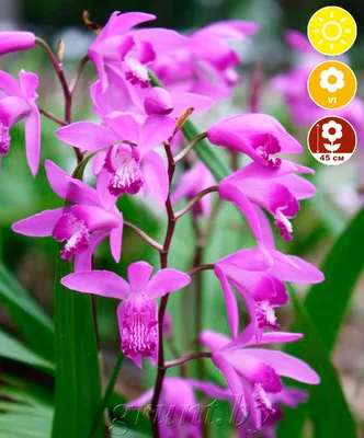 Желто-сиреневая орхидея фаленопсис Enigma. Купить в Киеве орхидеи с  доставкой. Флора Лайф