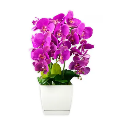Орхидея Фаленопсис белая пятнистая 12/60 см - купить в Москве:  интернет-магазин