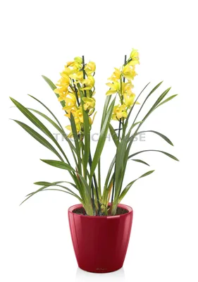 Купить Фаленопсис (орхидея) мультифлора 9*30 2 ствола Little Kolibri Yellow  Pink Heart (Оk-plant) оптом | Paeonia