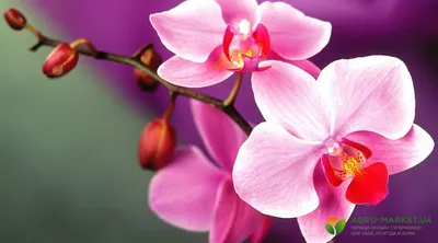 Орхидея садовая многолетняя (59 фото)