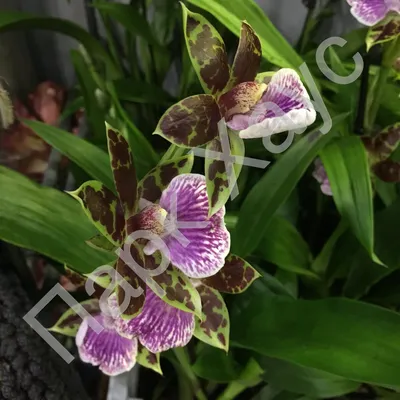 Орхидея (Phalaenopsis mix) Купить в Симферополе | Садовый центр Фрея, Крым