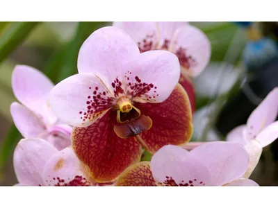 Орхидея Цимбидиум зелёно-розовая 700299 – купить по цене 1 155 ₽ в Москве в  интернет-магазине ogogo.ru