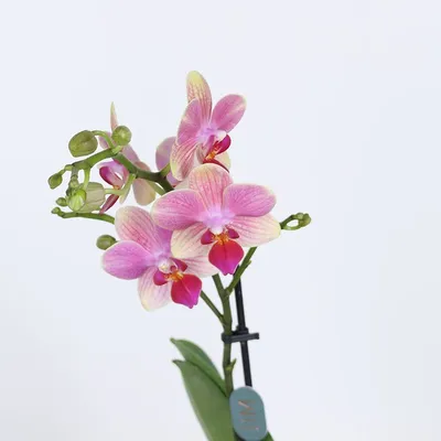 Орхидеи для сада | Флористика и ландшафтный дизайн | Дзен