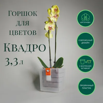 Карликовая орхидея с большим цветком. Купить Карликовая орхидея с большим  цветком в Киеве, Украина, Доставка | iFlowers