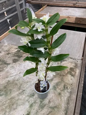 Орхидея мультифлора - заказать и купить комнатные растения с доставкой |  Donpion
