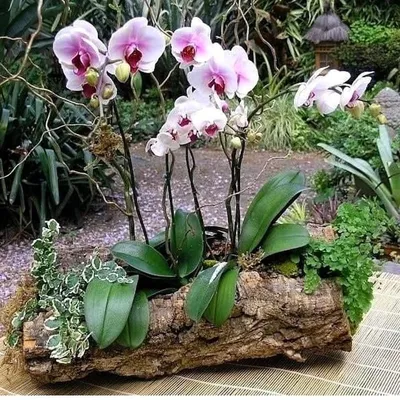 Орхидея уличная - 71 фото