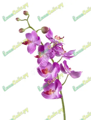 Кустовые орхидеи: разновидности и фото